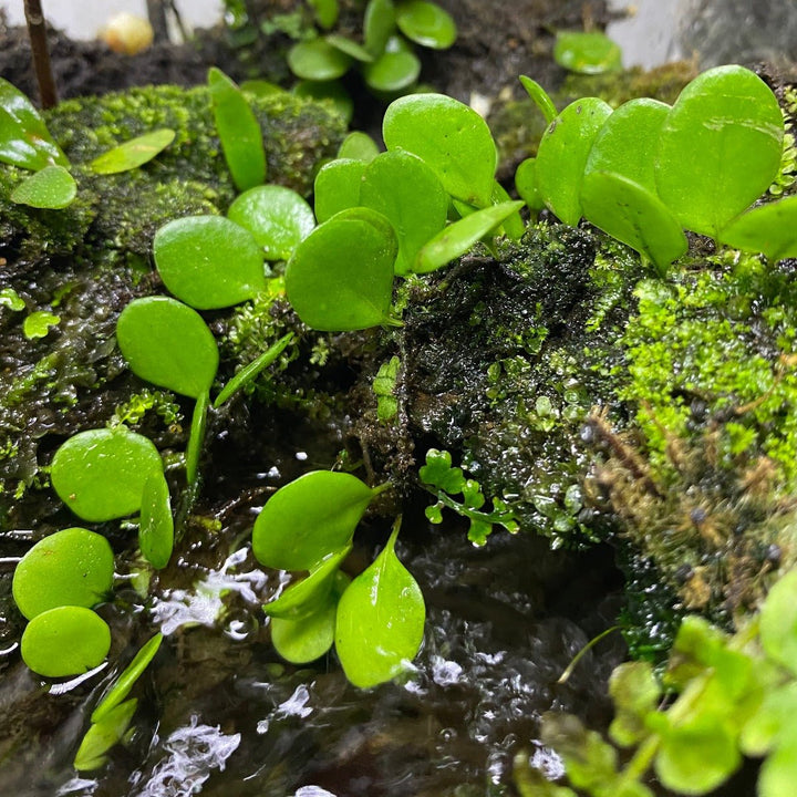 伏石蕨 Lemmaphyllum microphyllum - 森流 GreenFlow - 動植物造景專門店