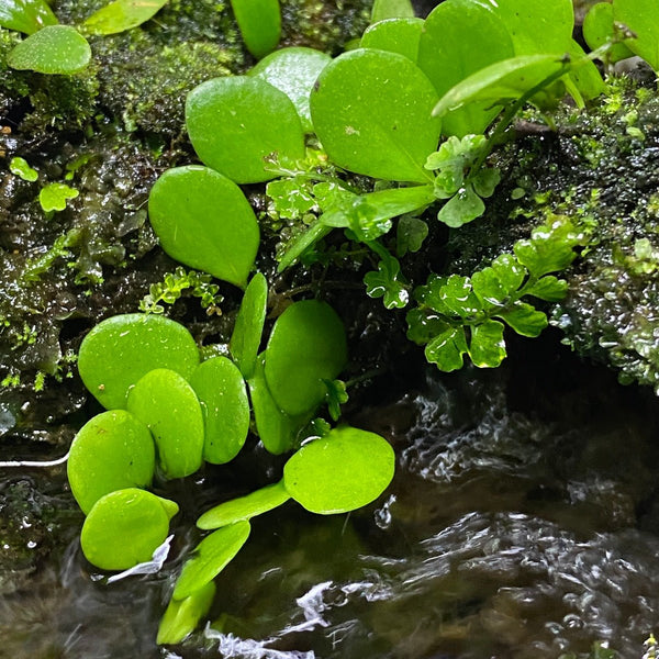 伏石蕨 Lemmaphyllum microphyllum - 森流 GreenFlow - 動植物造景專門店