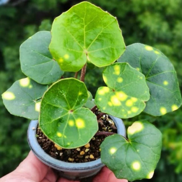 大吳風草 Leopard Plant ( Farfugium japonicum ' Aureomaculatum ' ) - 森流 GreenFlow - 動植物造景專門店