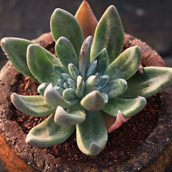 坎帕努拉塔 Live - forever (Dudleya campanulata) - 森流 GreenFlow - 動植物造景專門店