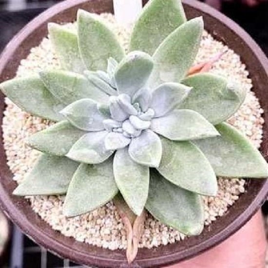 坎帕努拉塔 Live - forever (Dudleya campanulata) - 森流 GreenFlow - 動植物造景專門店