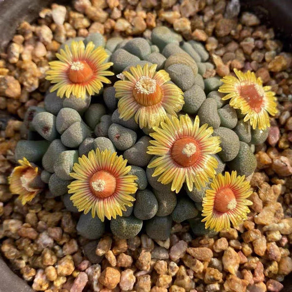 唐扇 Living stone (Aloinopsis schooneesii) - 森流 GreenFlow - 動植物造景專門店