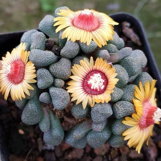 唐扇 Living stone (Aloinopsis schooneesii) - 森流 GreenFlow - 動植物造景專門店