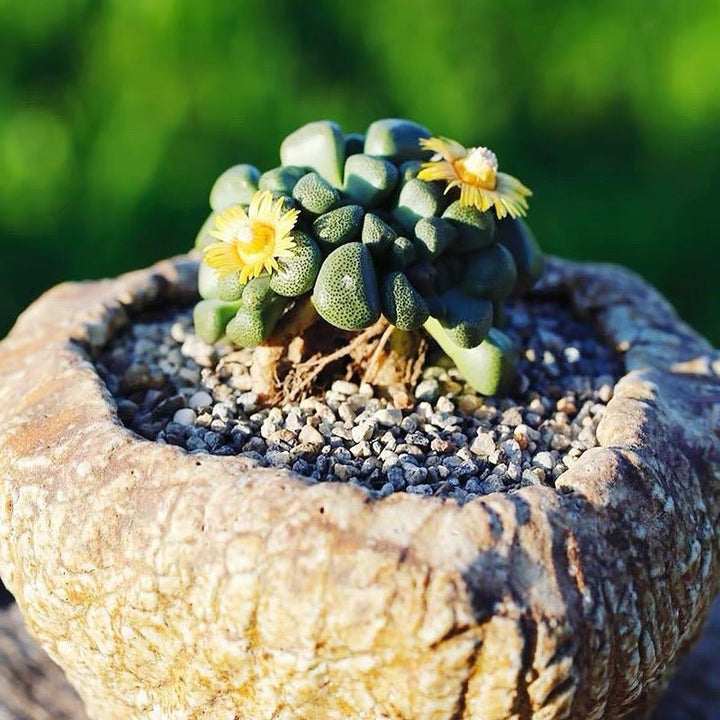 唐扇 Living stone (Aloinopsis schooneesii) - 森流 GreenFlow - 動植物造景專門店