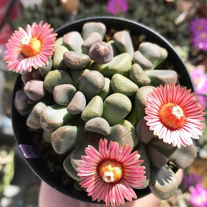 唐扇 Living stone (Aloinopsis schooneesii) - 森流 GreenFlow - 動植物造景專門店