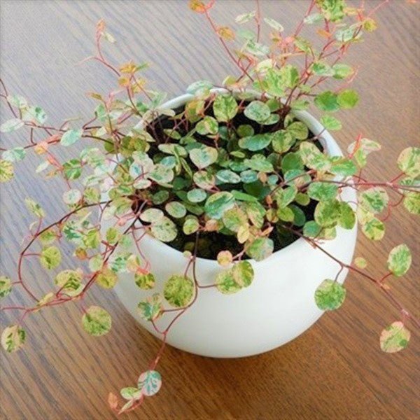 千葉蘭 Maidenhair Vine ( Muehlenbeckia complexa ' Spotlight ' ) - 森流 GreenFlow - 動植物造景專門店