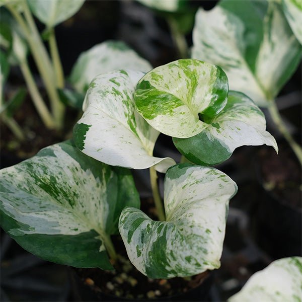 大理石紋黃金葛 Pothos "Marble Queen" - 森流 GreenFlow - 動植物造景專門店