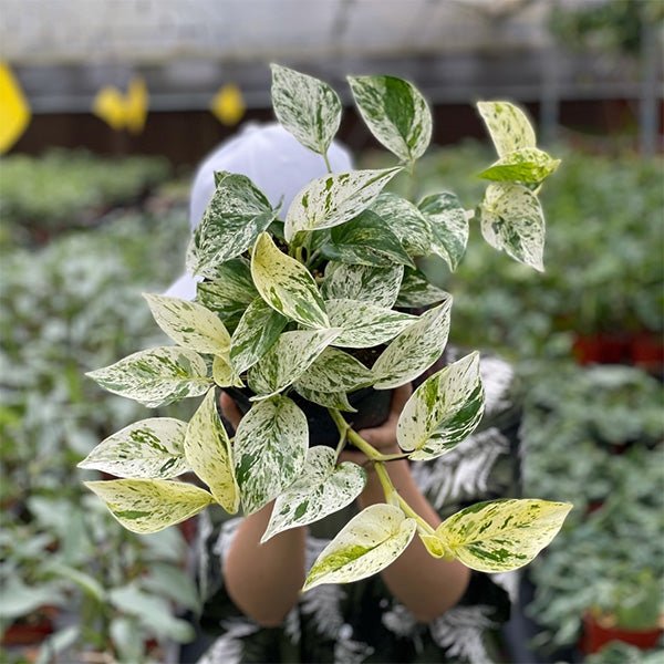 大理石紋黃金葛 Pothos "Marble Queen" - 森流 GreenFlow - 動植物造景專門店