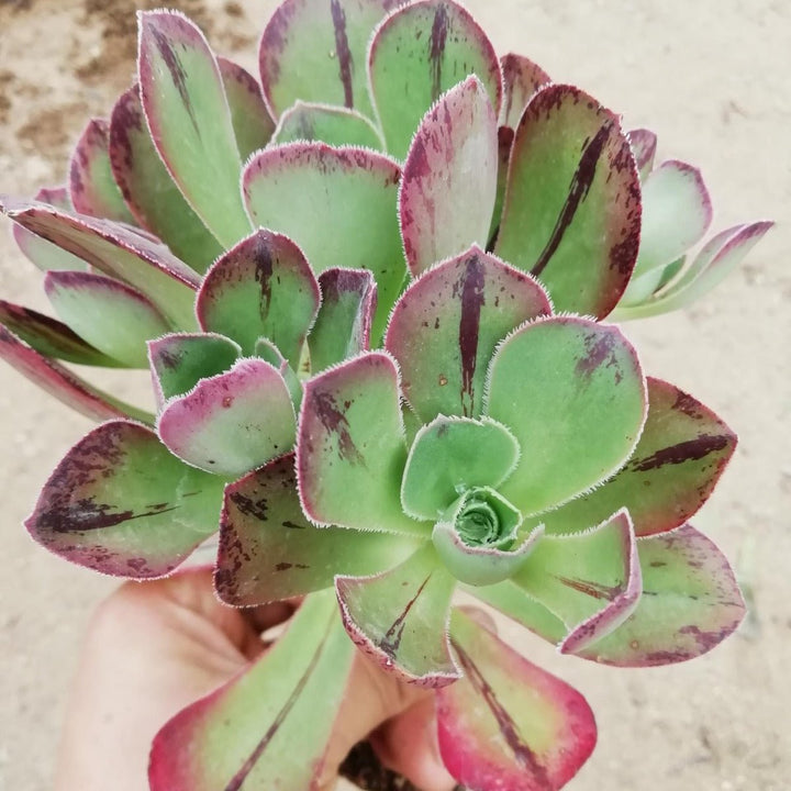 使徒法師 Marnier Lapostolle(Aeonium) - 森流 GreenFlow - 動植物造景專門店