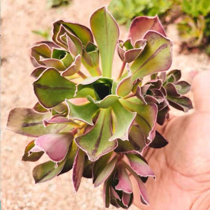 使徒法師 Marnier Lapostolle(Aeonium) - 森流 GreenFlow - 動植物造景專門店