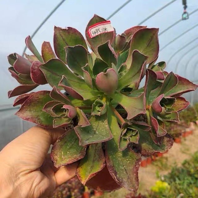 使徒法師 Marnier Lapostolle(Aeonium) - 森流 GreenFlow - 動植物造景專門店