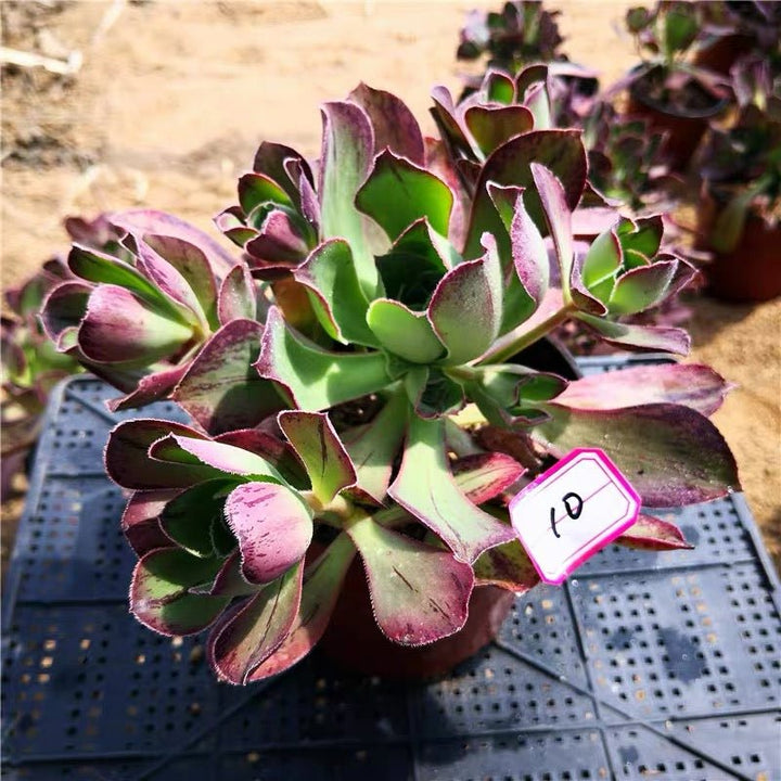 使徒法師 Marnier Lapostolle(Aeonium) - 森流 GreenFlow - 動植物造景專門店