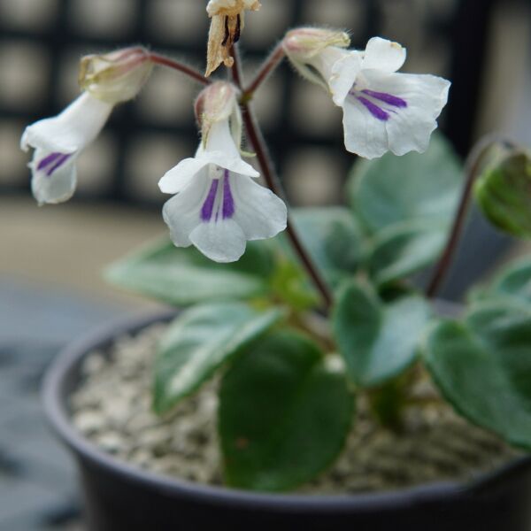 蓝纹盾叶苣苔（ Metapetrocosmea tamiana ）