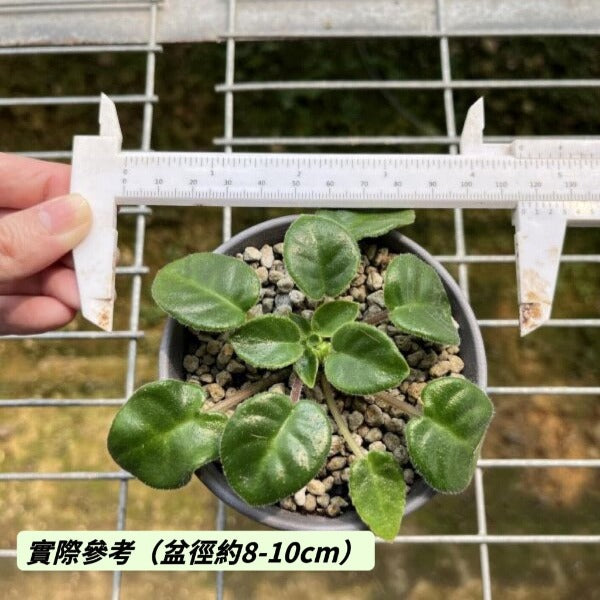 蓝纹盾叶苣苔（ Metapetrocosmea tamiana ）