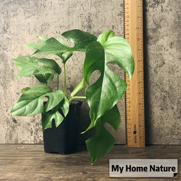 姬龜背 Mini Monstera ( Rhaphidophora tetrasperma ) - 森流 GreenFlow - 動植物造景專門店