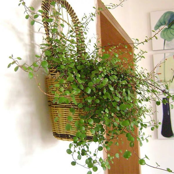 千葉蘭 Muehlenbeckia complexa Meisn - 森流 GreenFlow - 動植物造景專門店