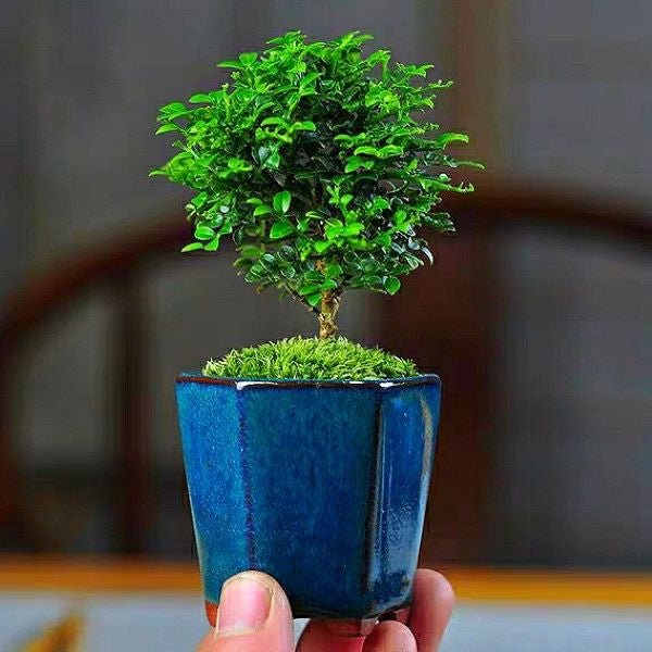 小葉九里香盆景 Murraya Microphylla Bonsai - 森流 GreenFlow - 動植物造景專門店