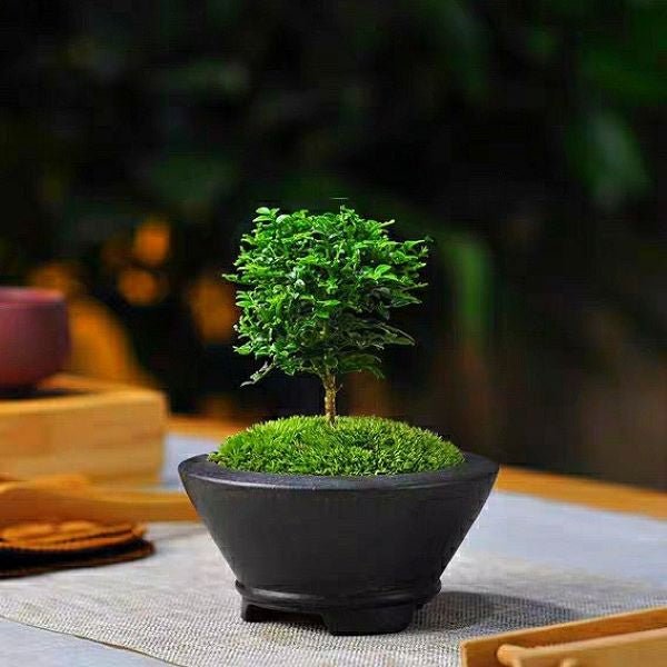 小葉九里香盆景 Murraya Microphylla Bonsai - 森流 GreenFlow - 動植物造景專門店