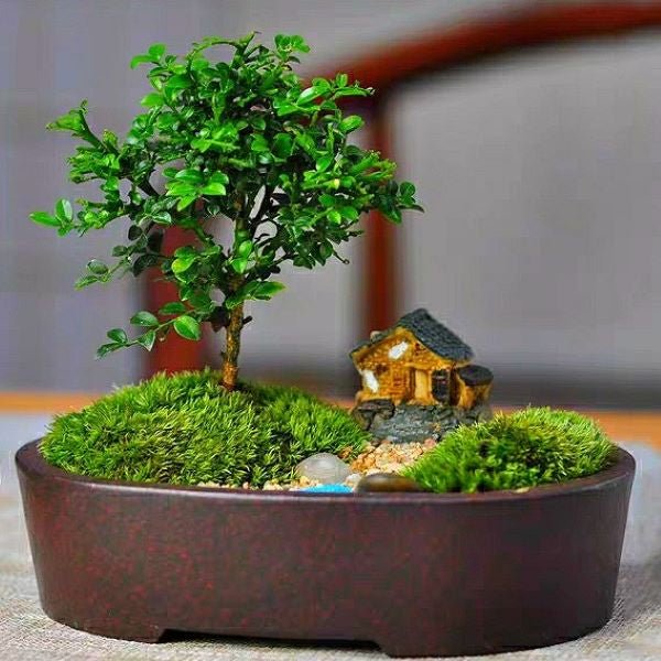 小葉九里香盆景 Murraya Microphylla Bonsai - 森流 GreenFlow - 動植物造景專門店