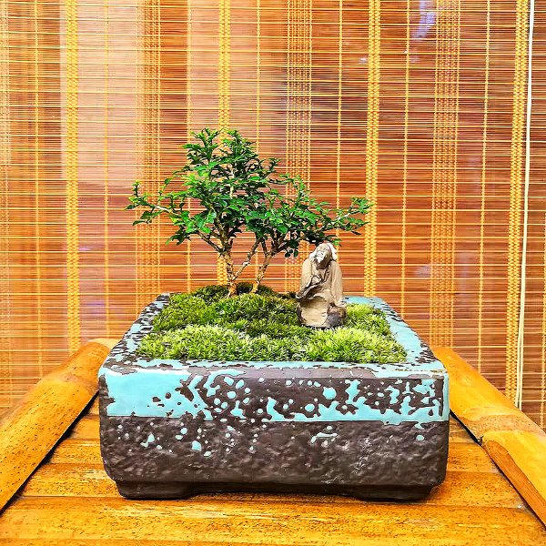 小葉九里香盆景 Murraya Microphylla Bonsai - 森流 GreenFlow - 動植物造景專門店