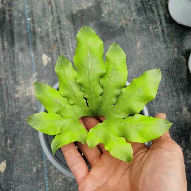 扇蕨 Neocheiropteris palmatopedata (Baker) Christ - 森流 GreenFlow - 動植物造景專門店