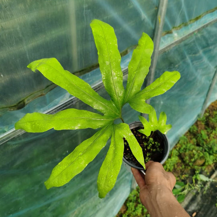 扇蕨 Neocheiropteris palmatopedata (Baker) Christ - 森流 GreenFlow - 動植物造景專門店