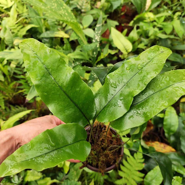 峨眉盾蕨/三角葉盾蕨 Neolepisorus ovatus sp (Green) (Reflected) - 森流 GreenFlow - 動植物造景專門店