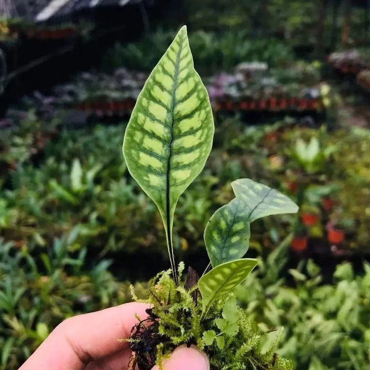 截基盾蕨 Neolepisorus truncatus - 森流 GreenFlow - 動植物造景專門店