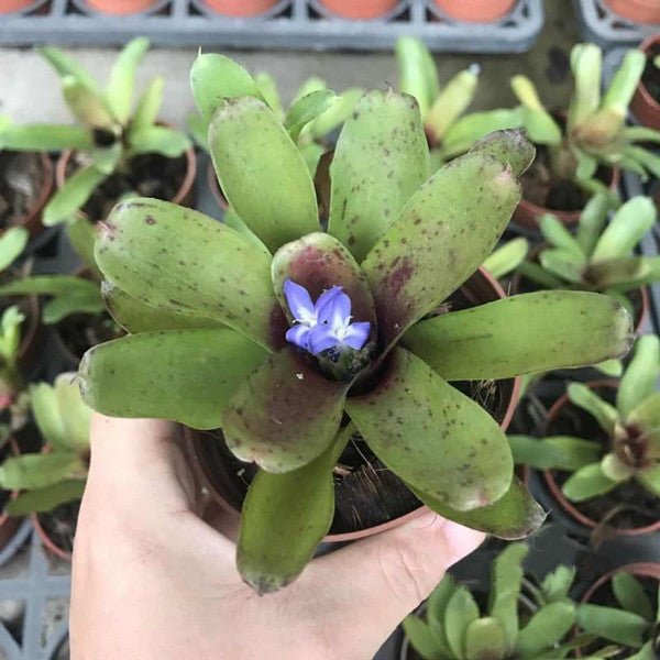 五彩鳳梨屬 Bromeliad ( Neoregelia ' Chiquita Linda ' ) - 森流 GreenFlow - 動植物造景專門店