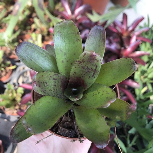 五彩鳳梨屬 Bromeliad ( Neoregelia ' Chiquita Linda ' ) - 森流 GreenFlow - 動植物造景專門店