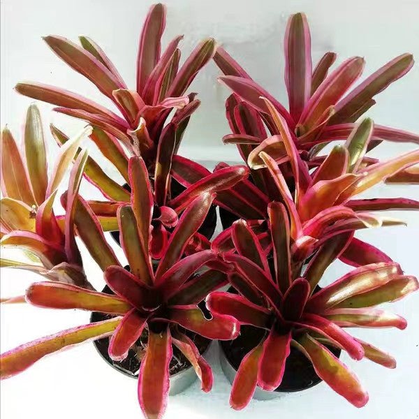 五彩鳳梨屬 Bromeliad ( Neoregelia ' Pink Powder ' ) - 森流 GreenFlow - 動植物造景專門店