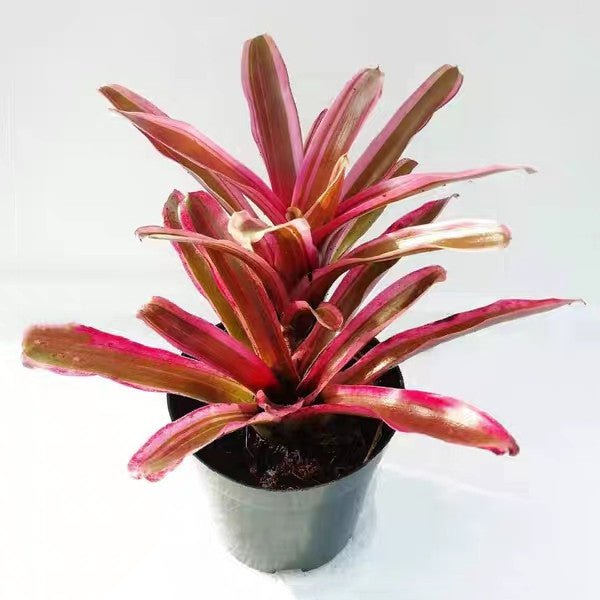 五彩鳳梨屬 Bromeliad ( Neoregelia ' Pink Powder ' ) - 森流 GreenFlow - 動植物造景專門店