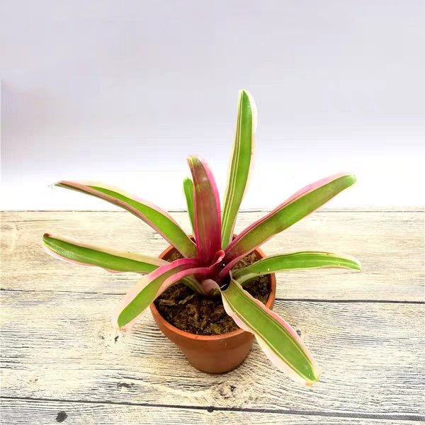 五彩鳳梨屬 Bromeliad ( Neoregelia ' Pink Powder ' ) - 森流 GreenFlow - 動植物造景專門店