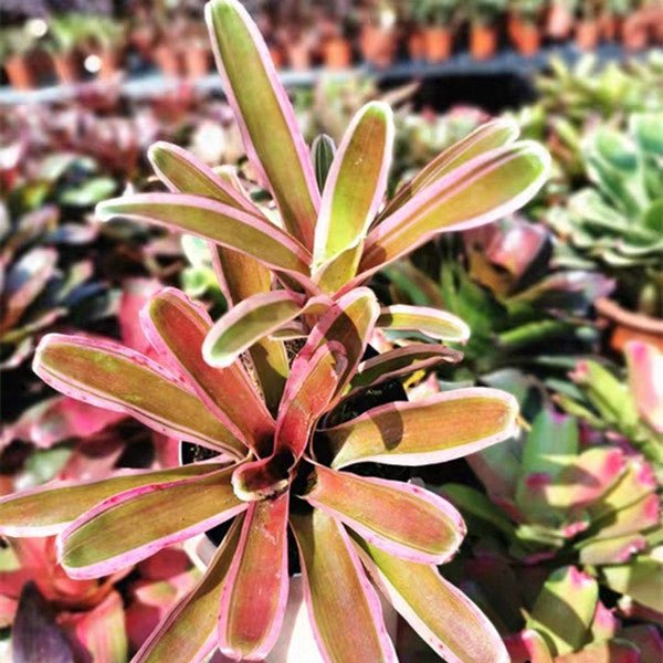 五彩鳳梨屬 Bromeliad ( Neoregelia ' Pink Powder ' ) - 森流 GreenFlow - 動植物造景專門店