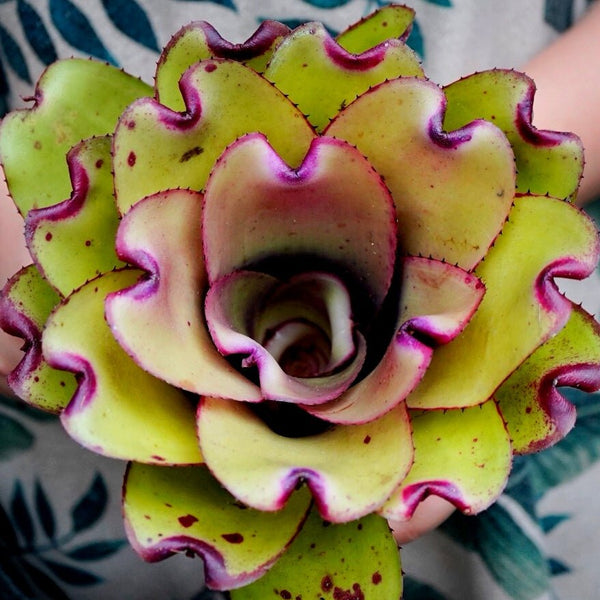 五彩鳳梨屬 Ninja pink (Bromeliad neoregelia) - 森流 GreenFlow - 動植物造景專門店