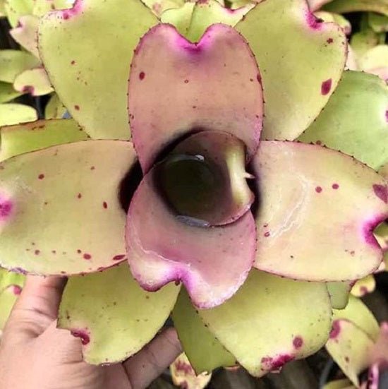 五彩鳳梨屬 Ninja pink (Bromeliad neoregelia) - 森流 GreenFlow - 動植物造景專門店