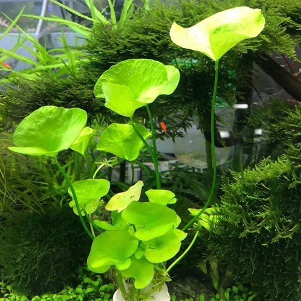 丹麥大香菇 ( Nymphoides hydrophylla 'Taiwan' ) - 森流 GreenFlow - 動植物造景專門店