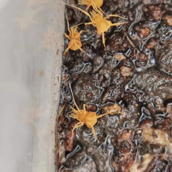 全黃強肢盲蛛 Dady Longlegs Spider ( Opiliones sp. whole yellow ) - 森流 GreenFlow - 動植物造景專門店