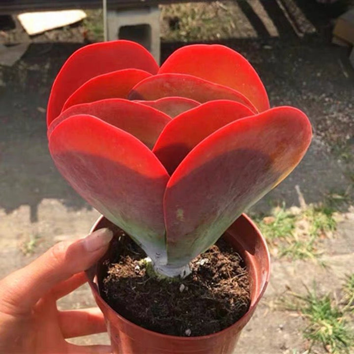 唐印 Paddle plant (Kalanchoe thyrsiflora) - 森流 GreenFlow - 動植物造景專門店