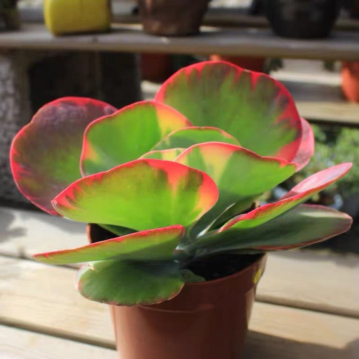 唐印 Paddle plant (Kalanchoe thyrsiflora) - 森流 GreenFlow - 動植物造景專門店