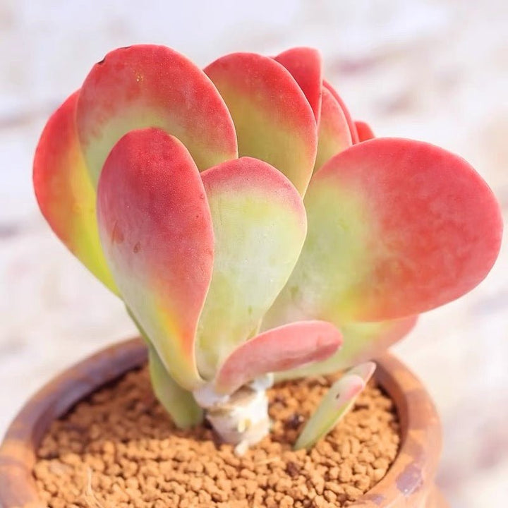 唐印 Paddle plant (Kalanchoe thyrsiflora) - 森流 GreenFlow - 動植物造景專門店