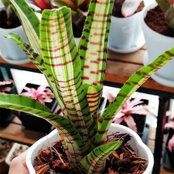 五彩鳳梨屬 Palmares (Bromeliad Neoregelia) - 森流 GreenFlow - 動植物造景專門店