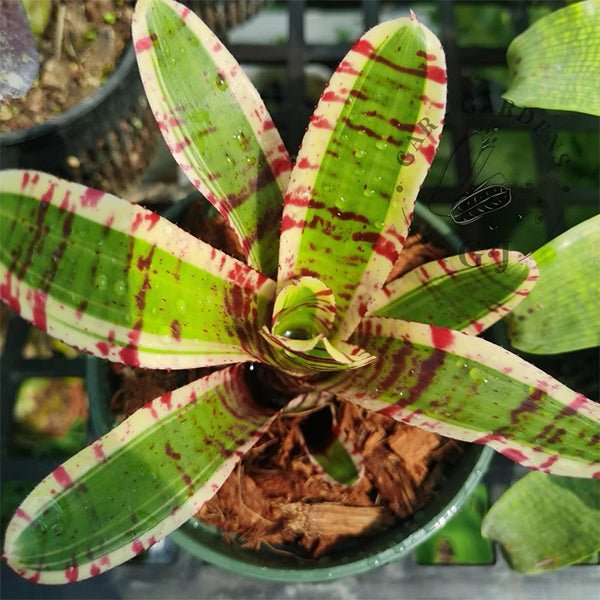 五彩鳳梨屬 Palmares (Bromeliad Neoregelia) - 森流 GreenFlow - 動植物造景專門店