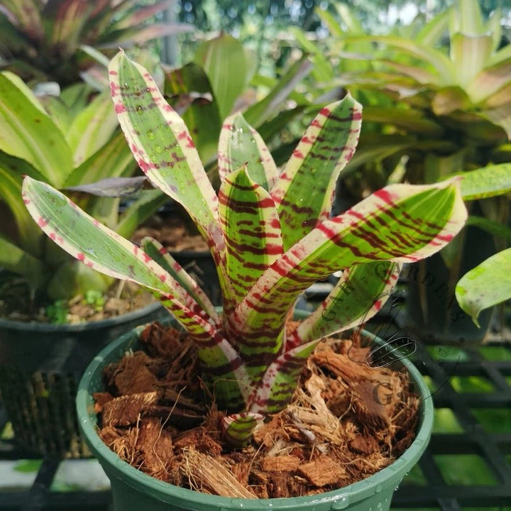 五彩鳳梨屬 Palmares (Bromeliad Neoregelia) - 森流 GreenFlow - 動植物造景專門店