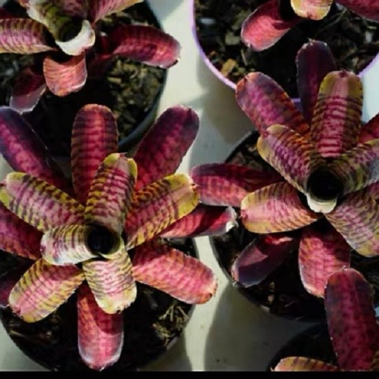 五彩鳳梨屬 Palmares (Bromeliad Neoregelia) - 森流 GreenFlow - 動植物造景專門店