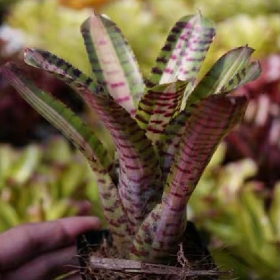 五彩鳳梨屬 Palmares (Bromeliad Neoregelia) - 森流 GreenFlow - 動植物造景專門店