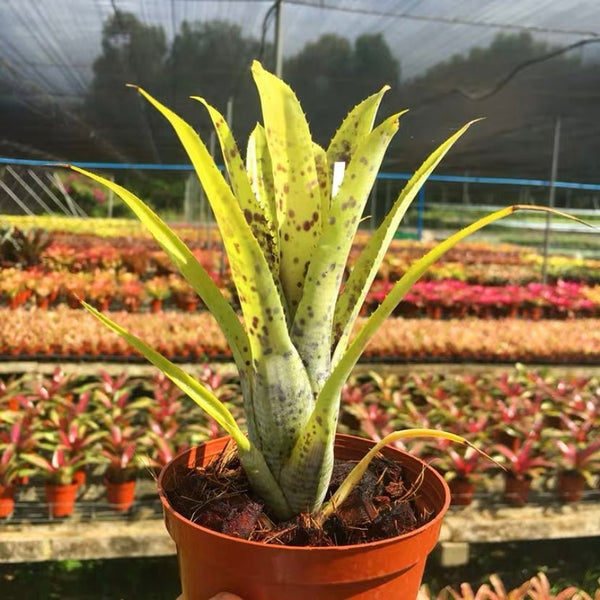 五彩鳳梨屬 Pauciflora (Bromeliad Neoregelia) - 森流 GreenFlow - 動植物造景專門店