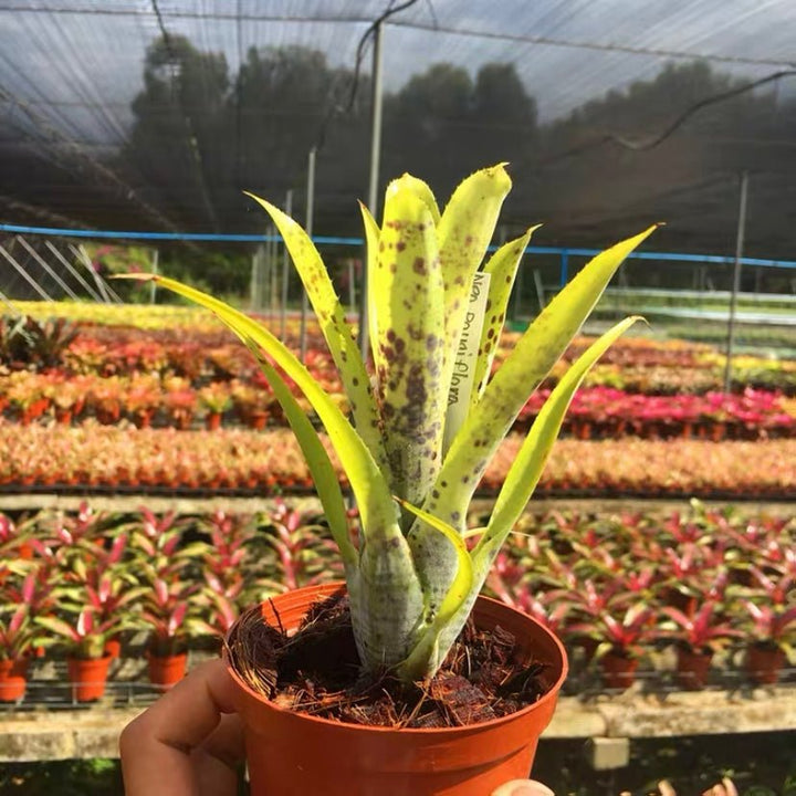 五彩鳳梨屬 Pauciflora (Bromeliad Neoregelia) - 森流 GreenFlow - 動植物造景專門店