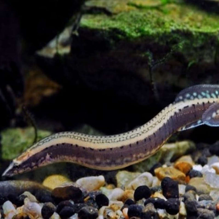 刺鰍 Lesser Spiny Eel (Mastacembelus aculeatus) - 森流 GreenFlow - 動植物造景專門店