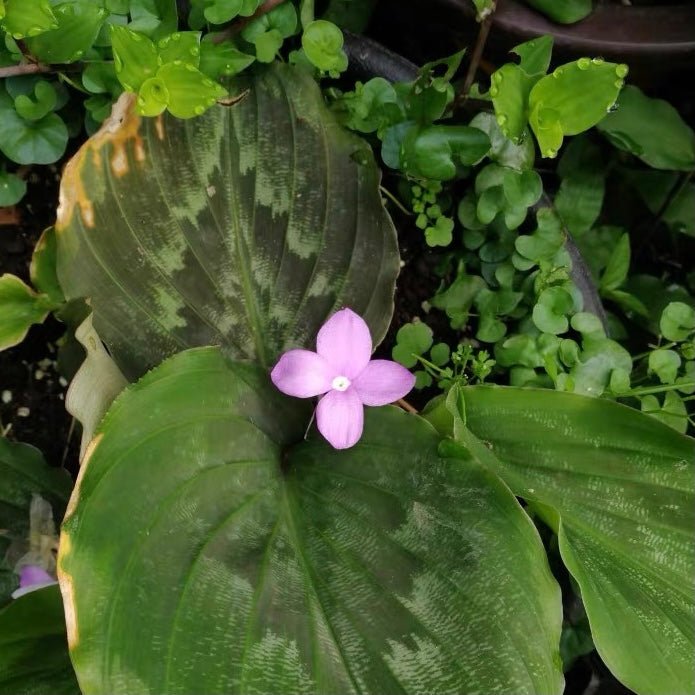 孔雀薑 Peacock Ginger ( Kaempferia pulchra ) - 森流 GreenFlow - 動植物造景專門店